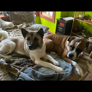 Meet your Posher, Cheyenne